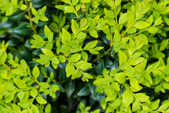 黄杨木黄杨树盒子新鲜的黑暗绿色树叶