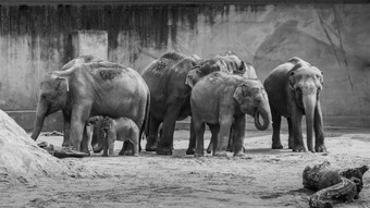 暴徒亚洲大象灰色厚皮肤婴儿大象黑色的