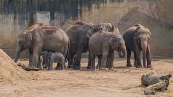 暴徒亚洲大象灰色厚皮肤婴儿大象