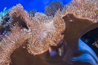 热带水植物珊瑚海葵植物区系海