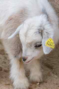 白色皮毛年轻的婴儿山羊大眼睛