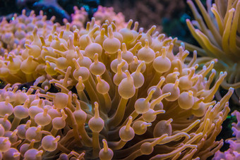 热带水植物橙色冒气泡树叶珊瑚海葵