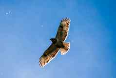 鹰卑鄙的小人猎鹰飞行太阳闪亮的翅膀
