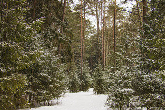 美丽的冬天森林清晰的冷淡的一天