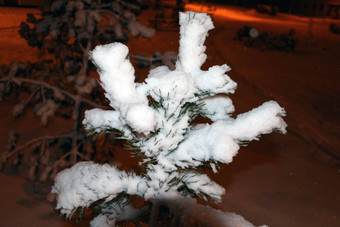 嫩枝吃雪冬天晚上