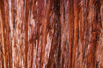 纹理树皮年轻的沿海红木红杉资本它们背景背景