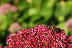 蜜蜂花蜜蜂受益花甜蜜的水花蜜蜂授粉