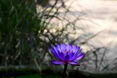 盛开的蓝色的紫罗兰色的睡莲属莲花模糊背景