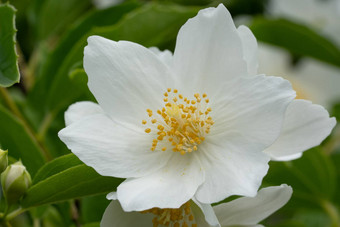 英语山茱萸山梅花冠状动脉