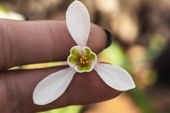 雪花莲<strong>春天</strong>花精致的雪花莲花<strong>春天</strong>符号早期雪花莲花白色雪花莲加兰蒂斯早期<strong>春天</strong>花园