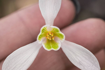 雪花莲<strong>春天</strong>花精致的雪花莲花<strong>春天</strong>符号早期雪花莲花白色雪花莲加兰蒂斯早期<strong>春天花园</strong>