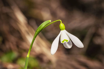 雪花莲<strong>春天</strong>花精致的雪花莲花<strong>春天</strong>符号早期雪花莲花白色雪花莲加兰蒂斯早期<strong>春天花园</strong>