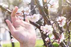 分支樱桃花朵手开花杏阳光明媚的一天手持有樱桃花朵春天