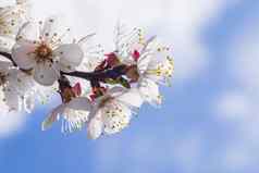 分支樱桃花朵开花杏阳光明媚的一天樱桃花朵春天关闭花樱花蓝色的天空