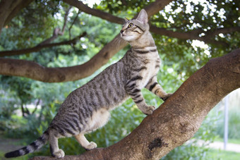 条纹小猫爬树花园