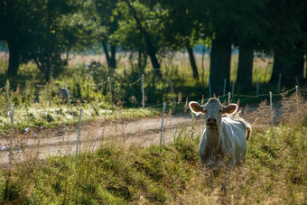 白色牛牧场绿色草地