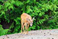 年轻的鹿路夏天野生动物景观放松野生动物自然