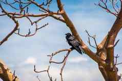 黑色的乌鸦坐着adansoniadigitata别名Baobab树树叶