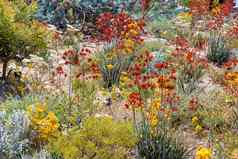 色彩斑斓的盛开的花珀斯植物花园集合西方澳大利亚