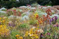 花颜色珀斯植物花园集合西方澳大利亚