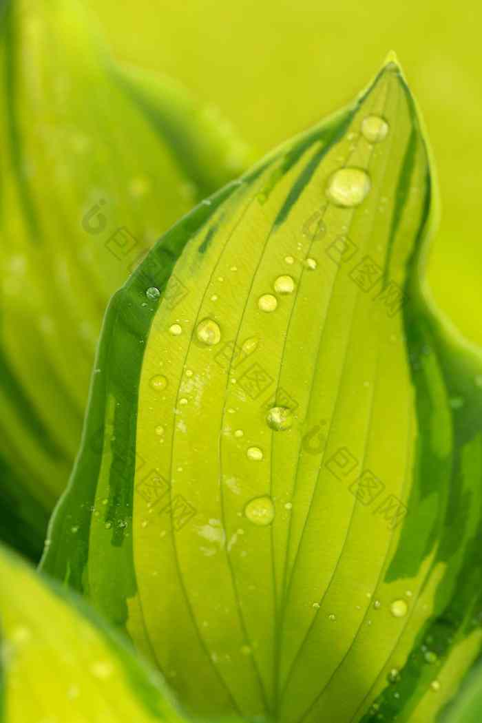 水滴绿色植物叶