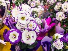 枸杞子eustoma大花草原龙胆精致的紫色的白色花