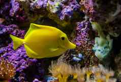 黄色的唐鱼受欢迎的鱼水产养殖热带鱼夏威夷