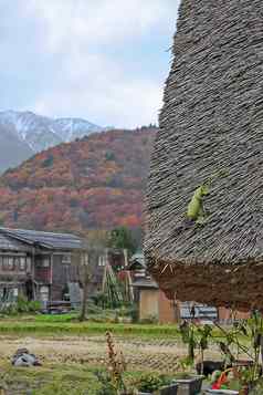 葫芦植物日益增长的屋顶gassho房子滑动