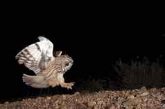 长耳猫头鹰asio奥图斯狩猎晚上飞行飞行