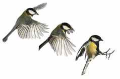 伟大的乳头parus主要花园鸟飞行翼运动