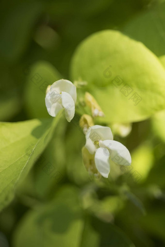 豆植物花园花