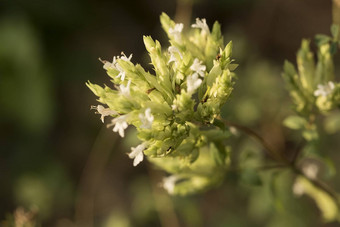 牛<strong>至</strong>花牛<strong>至</strong>属植物俗