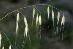 燕麦属漂白亚麻纤维卷过敏原植物