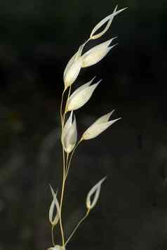 燕麦属漂白亚麻纤维卷过敏原植物