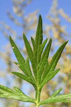 阿特米萨寻常的过敏原植物