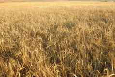 大麦寻常的大麦过敏原植物