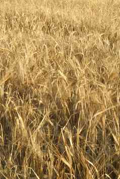 大麦寻常的大麦过敏原植物