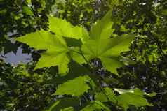 法国梧桐acerifolia过敏原植物