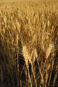 小麦属植物aestivum小麦过敏原植物