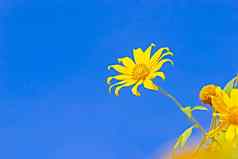 特写镜头单黄色的树金盏花一道墨西哥向日葵