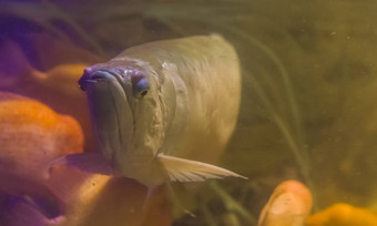 银龙鱼受欢迎的观赏水族馆宠物热带鱼亚马逊盆地美国
