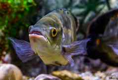 特写镜头脸奥斯卡老虎丽鱼科鱼受欢迎的宠物水产养殖