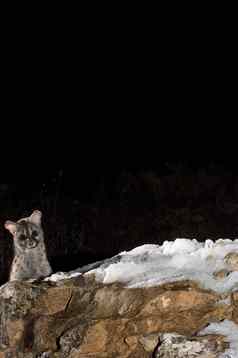 常见的麝猫吉内塔吉内塔西班牙岩石雪