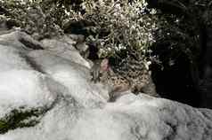 常见的麝猫吉内塔吉内塔西班牙走岩石