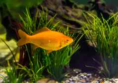 黄金彩色的鱼游泳水受欢迎的水族馆宠物观赏鱼