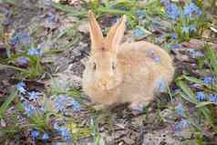 棕色（的）毛茸茸的兔子