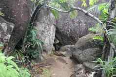 山景观绿色热带树山山坡上