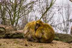 巴巴莉短尾猿坐着关闭拥抱动物爱濒临灭绝的动物specie摩洛哥