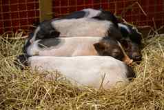 图像猪睡觉农场动物