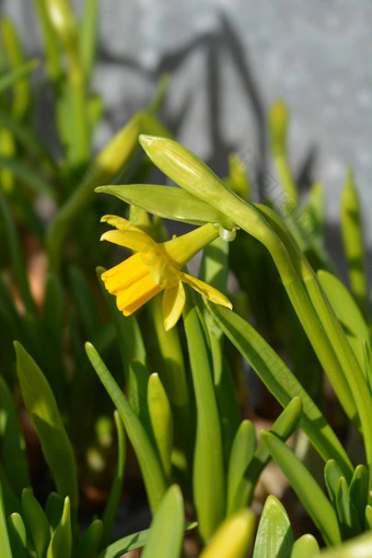 <strong>水仙花</strong>tetetete